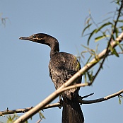Neotropic Cormorant, Smith Oaks Sanctuary, High Island, Texas